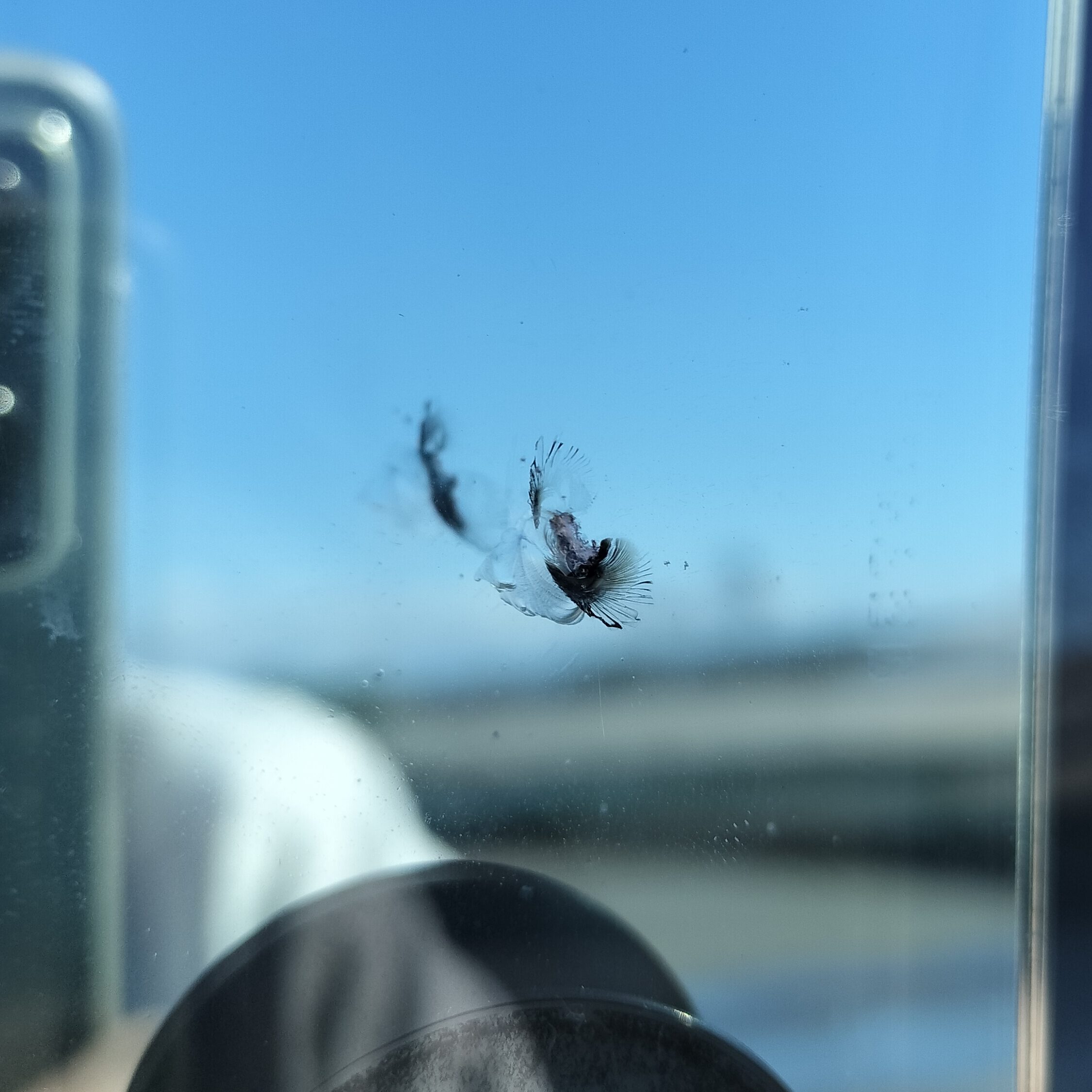 飛び石によるひび補修前の外観